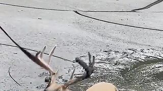 Kind People Help Buck Stuck In The Mud