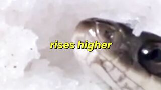 20,000 Snakes Begin Mating Frenzy