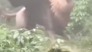 93 WHAT KIND OF ANIMAL IS THIS?
