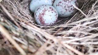 A hidden nest full of beautiful blue eggs