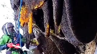 harvesting wild honey