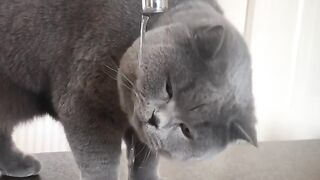 Cute Gray Cat Being Curious 🐱