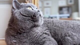 Adorable Gray Cat Looking Up 🐱