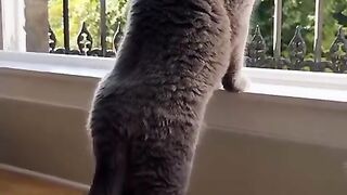 Curious Cat Watching the World Outside