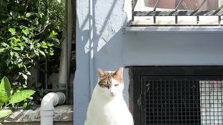 cute cat 65
