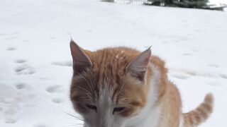 Curious Cat Exploring the Snow