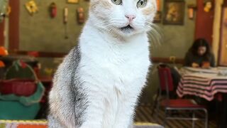 Cute Cat Staring Straight at the Camera
