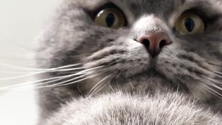The Funniest Cat Stare Ever 😹