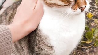 A Cat Enjoying a Gentle Pet