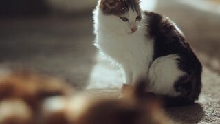 A Beautiful Moment With a Black and White Cat