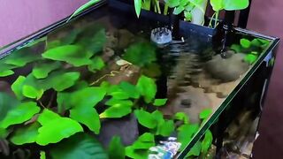 Beautiful Planted Aquarium with Flowing Water