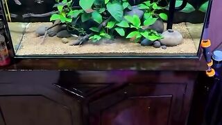 Beautiful Natural Aquarium with Green Aquatic Plants