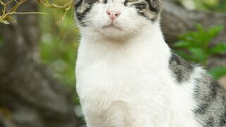 Cute Cat Enjoying the Outdoors