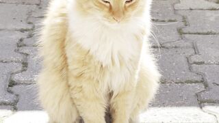 Cute Fluffy Cat Sitting Outside