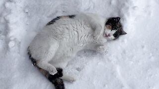 Cute Cat Rolling Around in the Snow