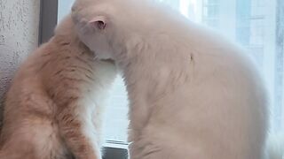 Two Cats Having a Sweet Little Moment