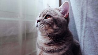 Curious Cat Watching the World Outside 2