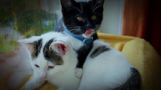 Two Adorable Cats Hanging Out Together