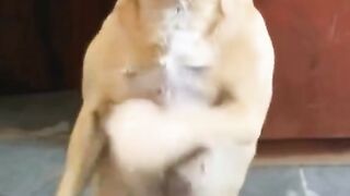 Funny Dog Dancing on Two Legs!