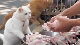 Look at this cat making its own food!!🤩🤏🏻
