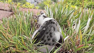Cat Exploring the Rocks Like a Little Adventurer 2