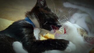 Two Adorable Cats Hanging Out Together 2