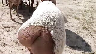 Cute and funny animals 2