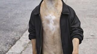 Cool Dog Walking Like a Human