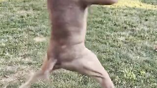 Boxer Dog Shadow Boxing in the Backyard