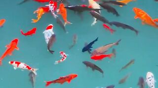 beautiful fish 5