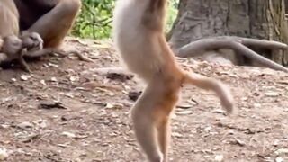 Monkey Dance 2