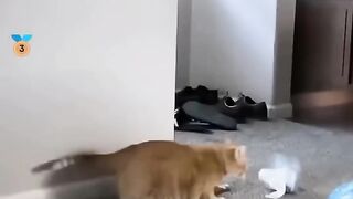 Best rangking cats prank