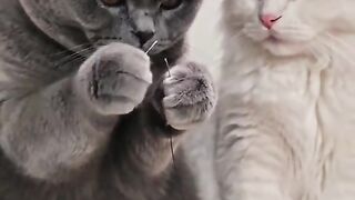 video 59 2