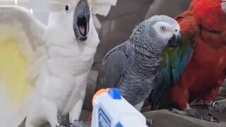 Parrot shoot !