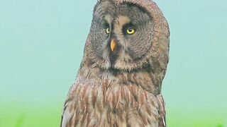 The Incredible Superpower of Owls! 🦉✨