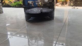 Oriental Magpie-Robin Singing | Beautiful Kacer Bird Sounds