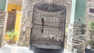 Oriental Magpie-Robin Singing | Beautiful Bird Sound