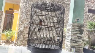 Oriental Magpie-Robin Singing in a Cage | Beautiful Bird Sounds