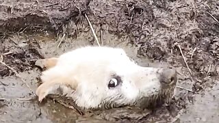 Man Follows Barking And Finds Trapped Dog