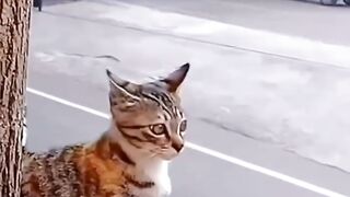 gatos tomando susto 😂