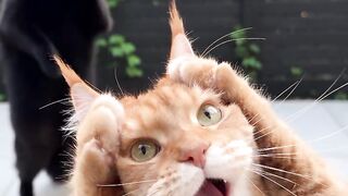 cats dacing