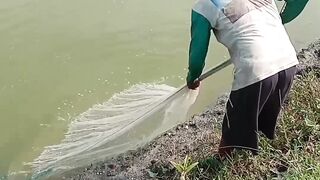 Fishing for Vaname