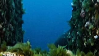 The Ocean Went Silent… Then This Giant Fish Appeared 😳🌊
