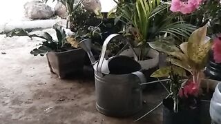 Beautiful flowers 48