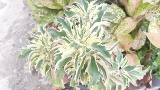 Colorful Ornamental Plant Close-Up