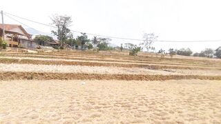 Dry Rice Fields After Harvest