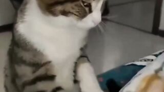 Cat with eyes