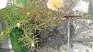 Beautiful flowers 49