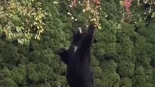Esse urso Viralizou no mundo todo pelo que ele fez