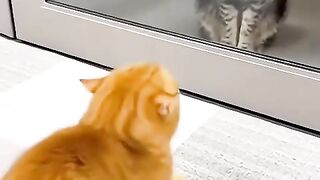 Orange cat Funny